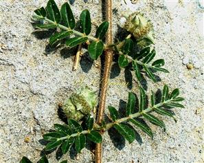 Stem with unequal leaf pairs and schizocarps